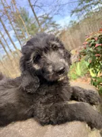 Bloom, a  Bernedoodle for sale in McCaysville, GA – 1 of 1