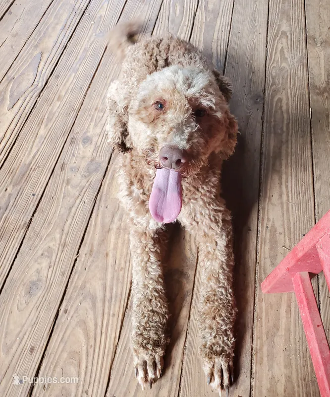Ginger – Poodle - Standard  puppy for sale in McCaysville, GA