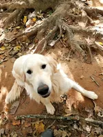 Stella, a female Golden Retriever for sale in McCaysville, GA – 1 of 1