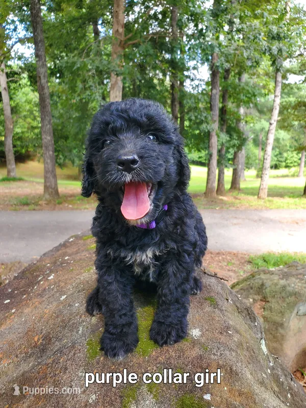 Purple Collar – Bernedoodle puppy for sale in McCaysville, GA
