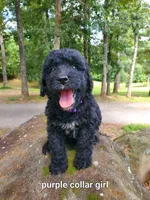 Purple Collar, a female Bernedoodle for sale in McCaysville, GA – 1 of 1