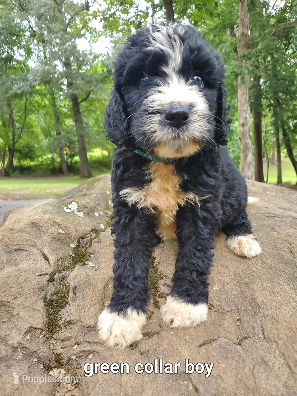 Green Collar – Bernedoodle puppy for sale in McCaysville, GA