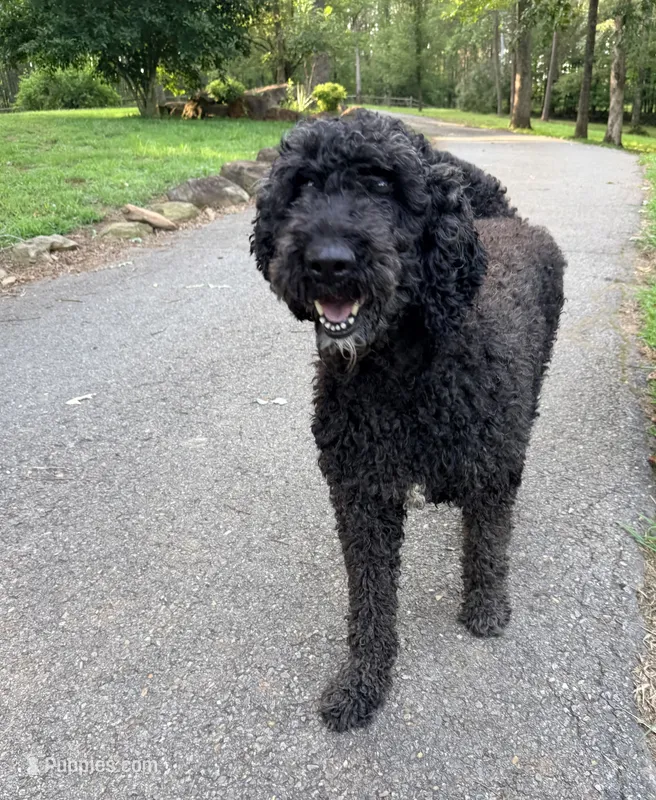 Storm – Poodle - Standard  puppy for sale in McCaysville, GA
