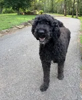 Storm, a female Poodle - Standard  for sale in McCaysville, GA – 1 of 1