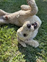 Beaux, a male Poodle - Standard  for sale in McCaysville, GA – 2 of 3
