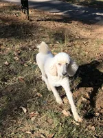 Beaux, a male Poodle - Standard  for sale in McCaysville, GA – 3 of 3