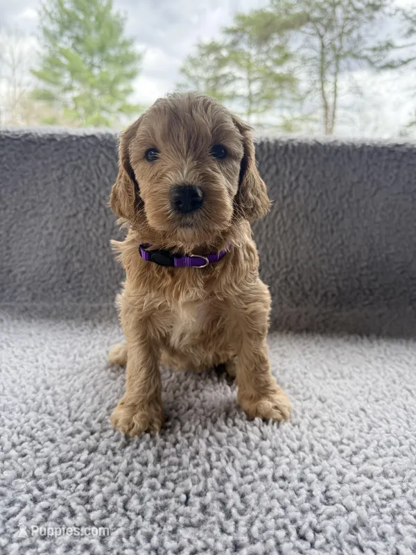 Rose – Goldendoodle puppy for sale in McCaysville, GA
