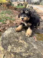 Stella, a male Bernedoodle for sale in McCaysville, GA – 1 of 1