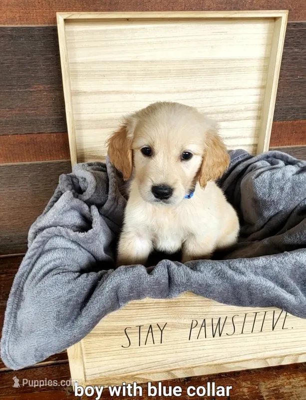 Blue Collar – Golden Retriever puppy for sale in McCaysville, GA