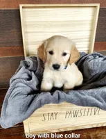 Blue Collar, a male Golden Retriever for sale in McCaysville, GA – 1 of 1