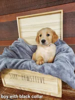 Black Collar, a male Golden Retriever for sale in McCaysville, GA – 1 of 1