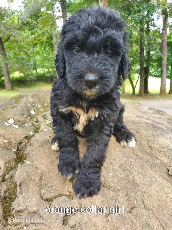 Orange Collar – Bernedoodle puppy for sale in McCaysville, GA