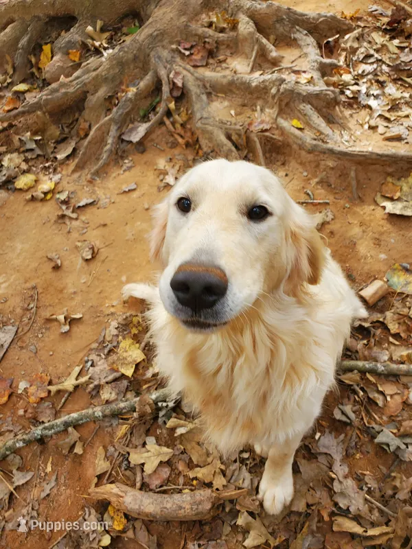 Gunner – Golden Retriever puppy for sale in McCaysville, GA