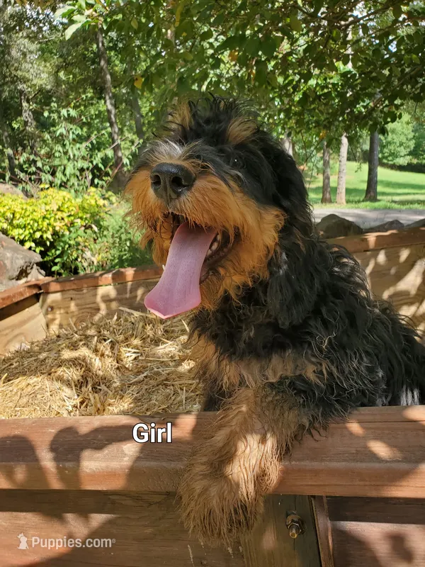 Sweet Potato – Bernedoodle puppy for sale in McCaysville, GA