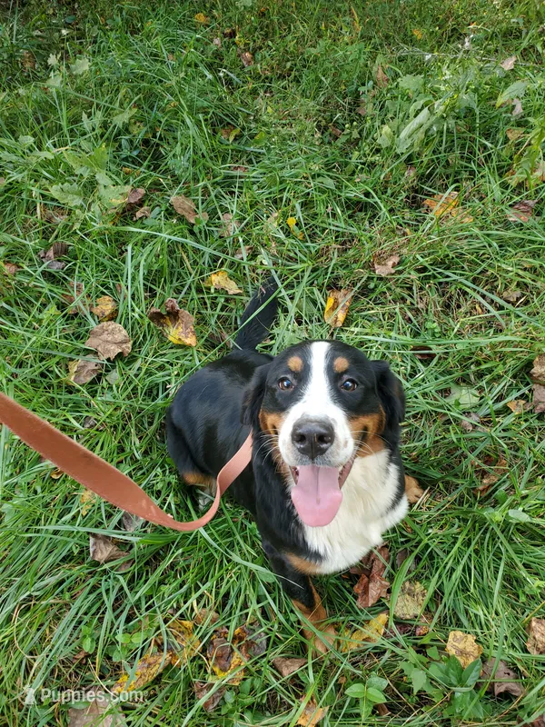 Pearl – Bernese Mountain Dog puppy for sale in McCaysville, GA