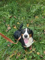 Pearl, a female Bernese Mountain Dog for sale in McCaysville, GA – 1 of 1