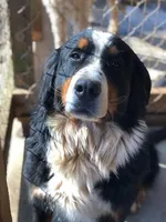Journey, a female Bernese Mountain Dog for sale in McCaysville, GA – Photo 1 of 2