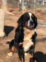 Journey, a female Bernese Mountain Dog for sale in McCaysville, GA – Photo 2 of 2