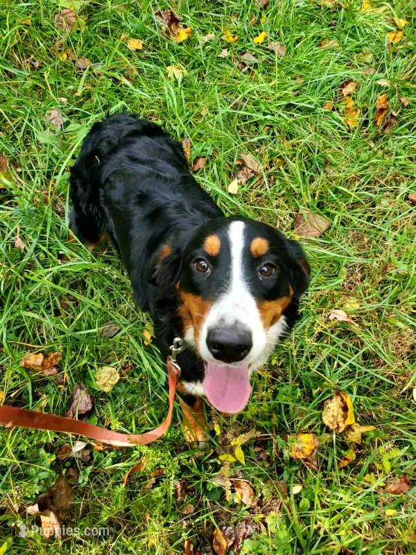 Garnet – Bernese Mountain Dog puppy for sale in McCaysville, GA