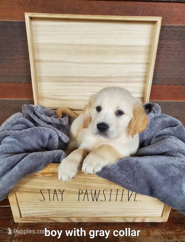 Gray Collar – Golden Retriever puppy for sale in McCaysville, GA