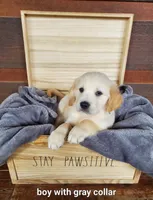 Gray Collar, a male Golden Retriever for sale in McCaysville, GA – 1 of 1