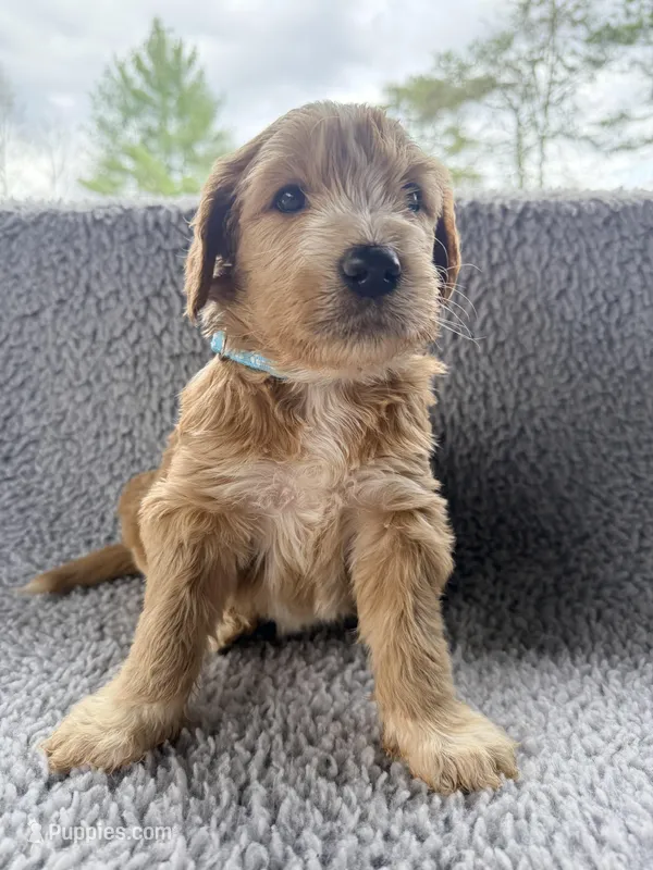 Boss – Goldendoodle puppy for sale in McCaysville, GA