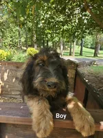 George, a male Bernedoodle for sale in McCaysville, GA – 1 of 1