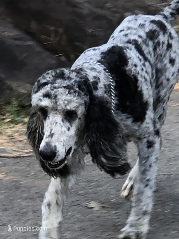 Bentley – Poodle - Standard  puppy for sale in McCaysville, GA