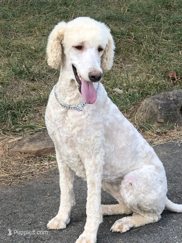 Beaux – Poodle - Standard  puppy for sale in McCaysville, GA
