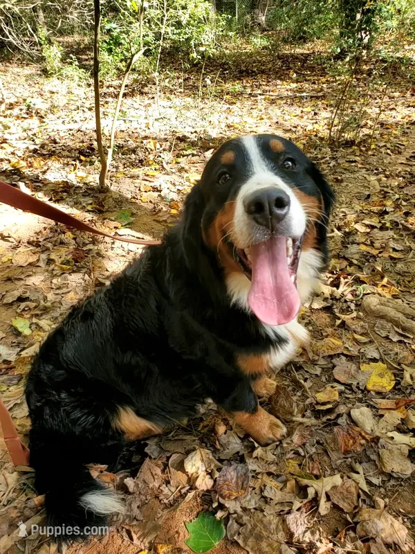 Hoss – Bernese Mountain Dog puppy for sale in McCaysville, GA