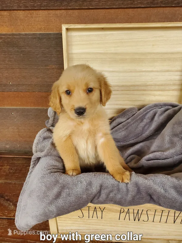 Green Collar – Golden Retriever puppy for sale in McCaysville, GA