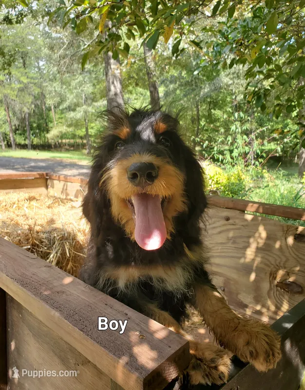 Fred – Bernedoodle puppy for sale in McCaysville, GA