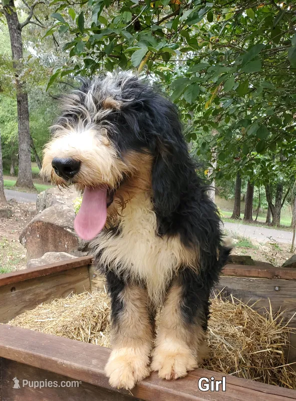Bella – Bernedoodle puppy for sale in McCaysville, GA