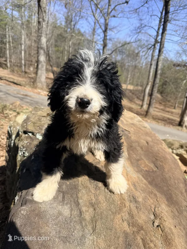 Stetson – Bernedoodle puppy for sale in McCaysville, GA