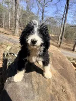 Stetson, a male Bernedoodle for sale in McCaysville, GA – 1 of 1