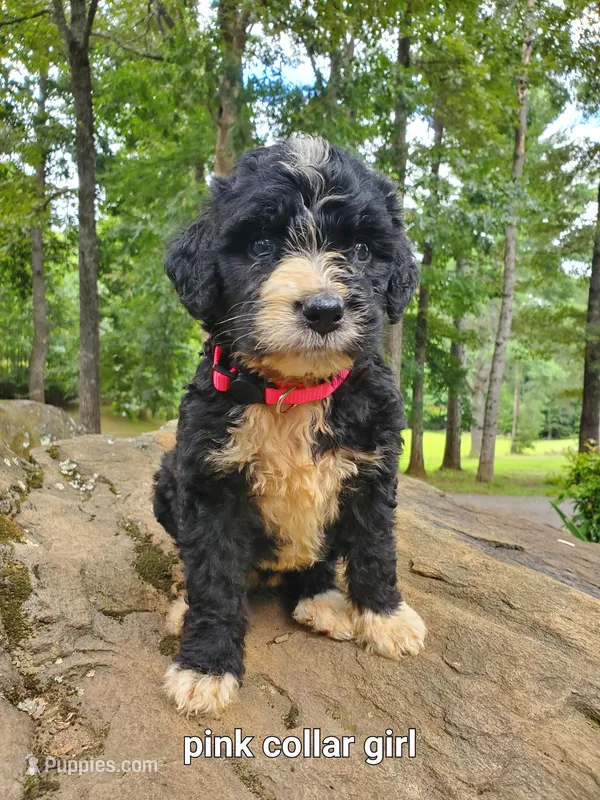 Pink collar – Bernedoodle puppy for sale in McCaysville, GA