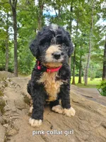 Pink collar, a female Bernedoodle for sale in McCaysville, GA – 1 of 1