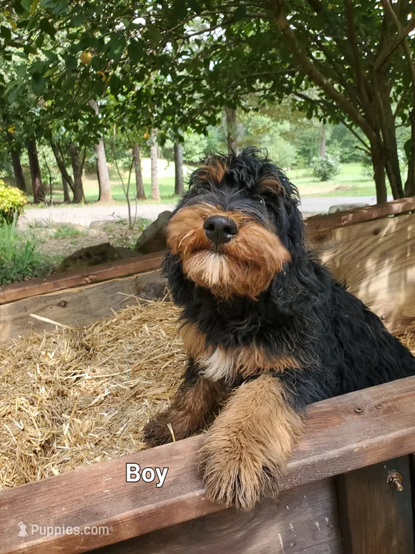 Handsome – Bernedoodle puppy for sale in McCaysville, GA