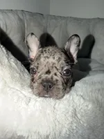 Oreo, a male French Bulldog for sale in West Palm Beach, FL – 5 of 7