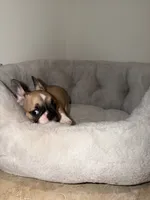 Remy, a female French Bulldog for sale in West Palm Beach, FL – 2 of 5