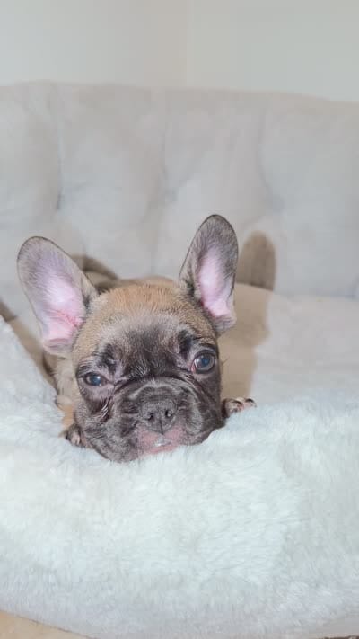 Coco, a female French Bulldog for sale in West Palm Beach, FL – 5 of 5