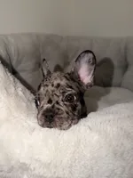 Oreo, a male French Bulldog for sale in West Palm Beach, FL – 6 of 7