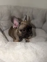 Coco, a female French Bulldog for sale in West Palm Beach, FL – 3 of 5
