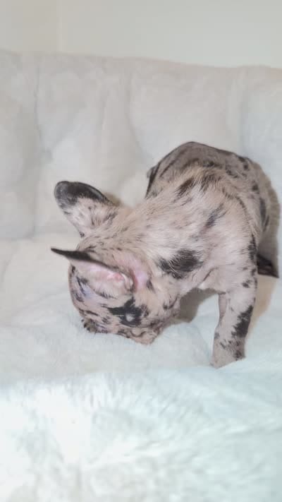 Oreo, a male French Bulldog for sale in West Palm Beach, FL – 7 of 7