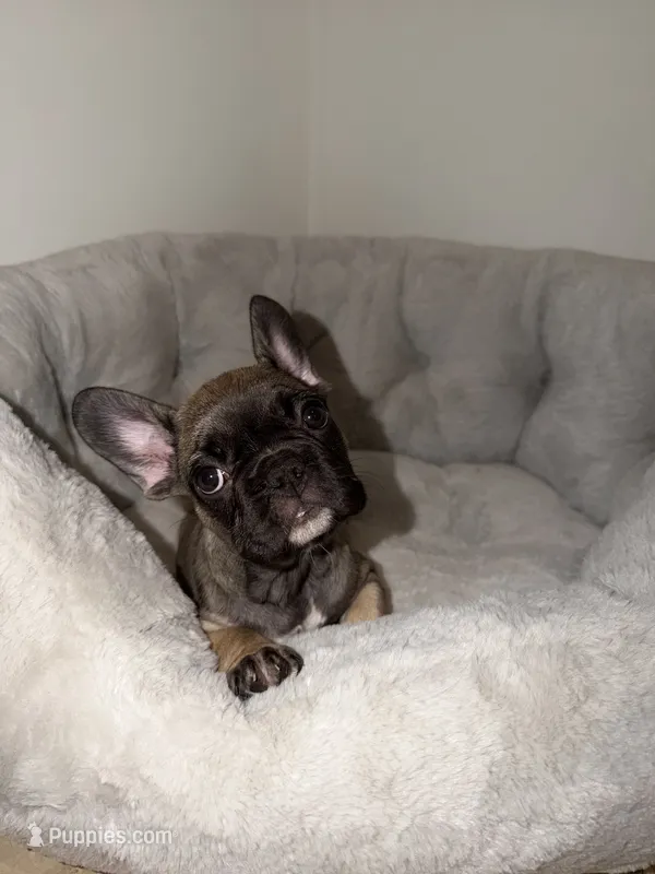 Coco, a female French Bulldog for sale in West Palm Beach, FL – 1 of 5