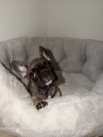 Coco, a female French Bulldog for sale in West Palm Beach, FL – 1 of 5