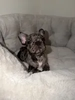 Oreo, a male French Bulldog for sale in West Palm Beach, FL – 2 of 7