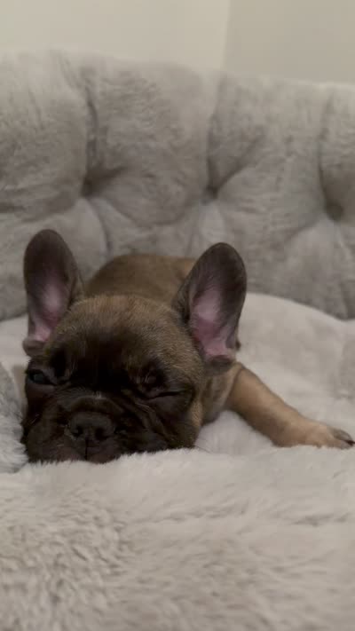 Coco, a female French Bulldog for sale in West Palm Beach, FL – 4 of 5