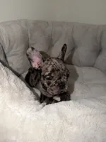 Oreo, a male French Bulldog for sale in West Palm Beach, FL – 4 of 7