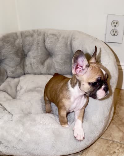 Remy, a female French Bulldog for sale in West Palm Beach, FL – 5 of 5